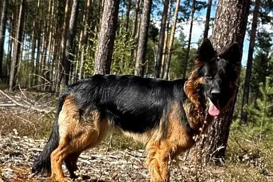 Szczenięta owczarka niemieckiego długowłosego, Śląskie, Masłońskie