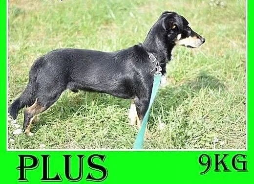 10kg,jamnik mix,młody,łagodny,wesoły piesek PLUS,
