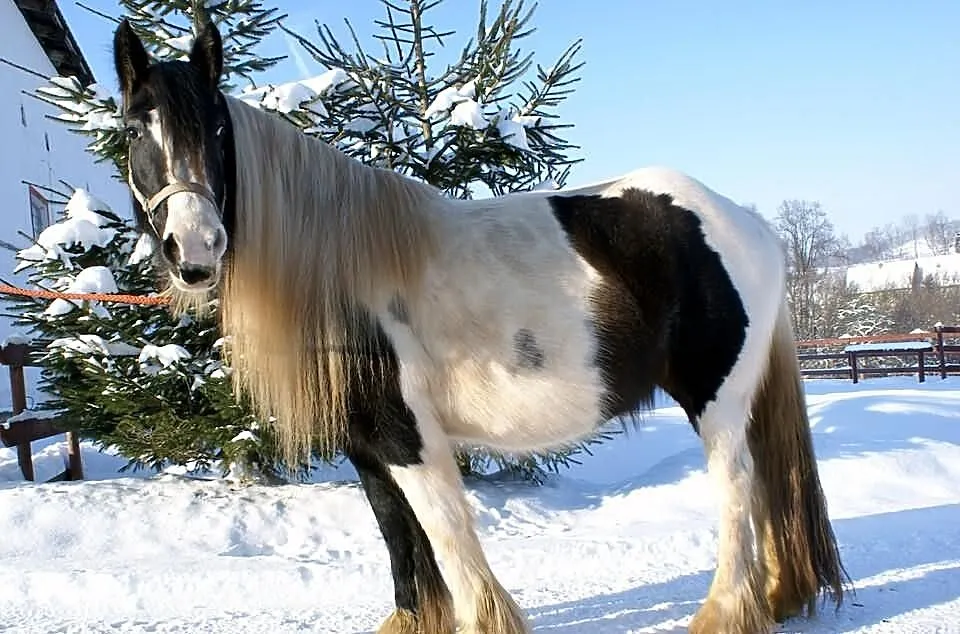 Rosheen, klacz ur. 2007, TINKER, Irish cob
