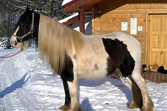 Rosheen, klacz ur. 2007, TINKER, Irish cob