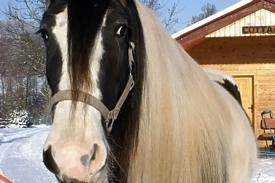 Rosheen, klacz ur. 2007, TINKER, Irish cob