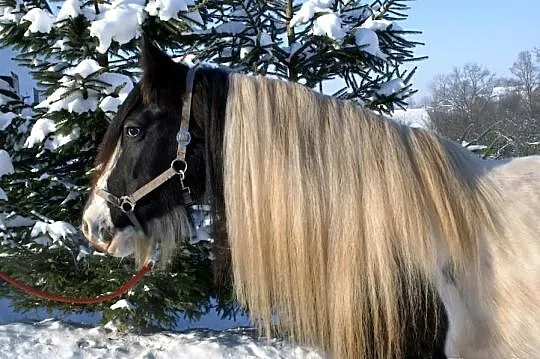 Rosheen, klacz ur. 2007, TINKER, Irish cob