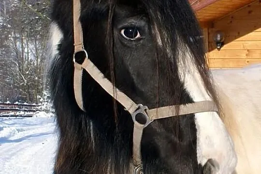 Rosheen, klacz ur. 2007, TINKER, Irish cob