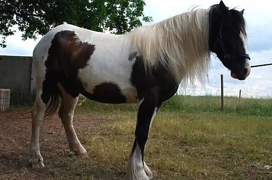 Rosheen, klacz ur. 2007, TINKER, Irish cob