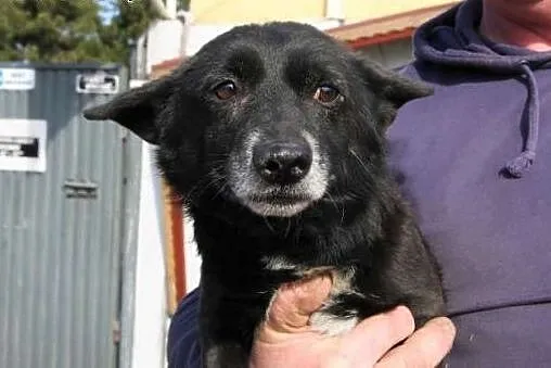 Mały Batman poleca się do adopcji,  śląskie Katowice