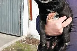 Mały Batman poleca się do adopcji,  śląskie Katowi
