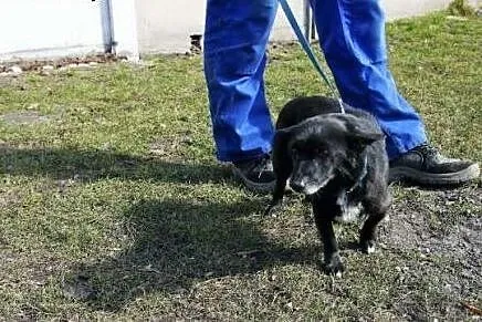 Mały Batman poleca się do adopcji,  śląskie Katowi