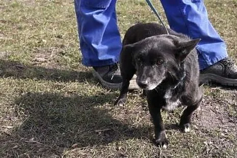 Mały Batman poleca się do adopcji,  śląskie Katowi