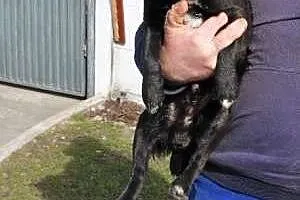 Mały Batman poleca się do adopcji,  śląskie Katowi