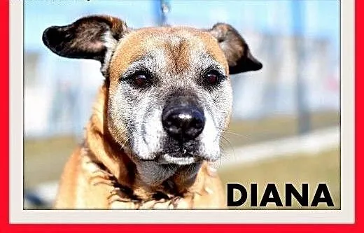 DIANA,starsza,smutna,łagodna suczka amstaff mix.PI