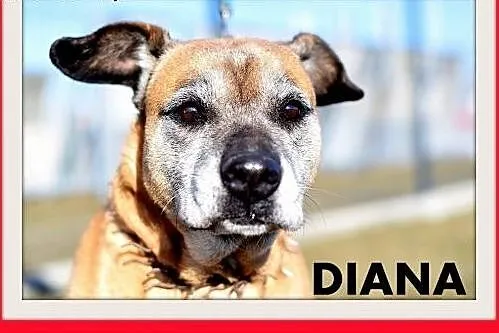 DIANA,starsza,smutna,łagodna suczka amstaff mix.PI