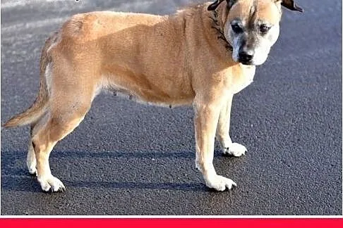 DIANA,starsza,smutna,łagodna suczka amstaff mix.PI