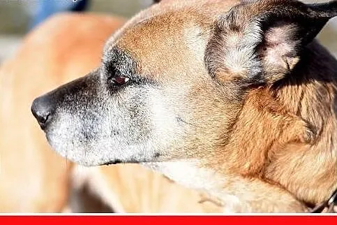DIANA,starsza,smutna,łagodna suczka amstaff mix.PI