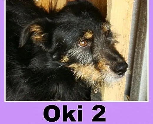 Mix terrier. Wesoły, aktywny pies Oki 2 -adopcja,