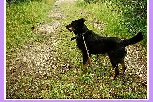 Mix terrier. Wesoły, aktywny pies Oki 2 -adopcja, 