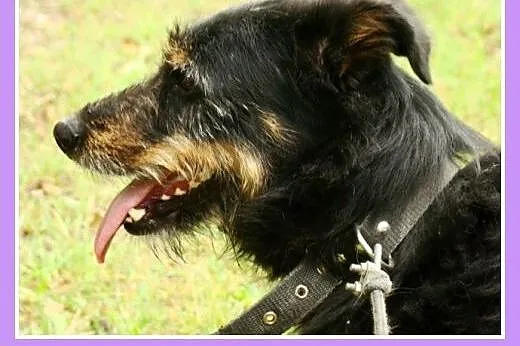 Mix terrier. Wesoły, aktywny pies Oki 2 -adopcja, 