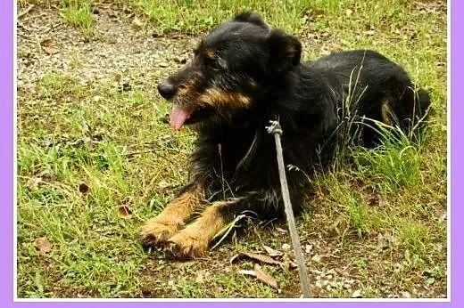Mix terrier. Wesoły, aktywny pies Oki 2 -adopcja, 
