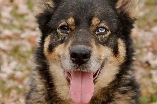 Tosia, sunia w typie husky czeka na adopcję,  pomorskie Gdańsk