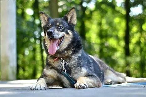 Tosia, sunia w typie husky czeka na adopcję,  pomo