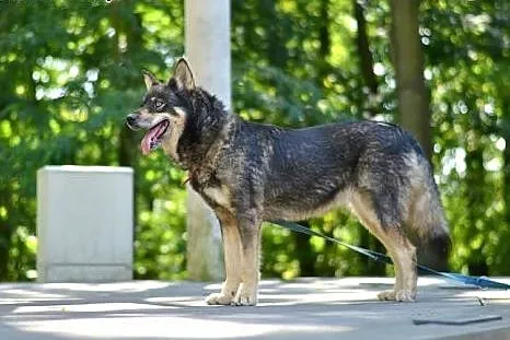Tosia, sunia w typie husky czeka na adopcję,  pomo