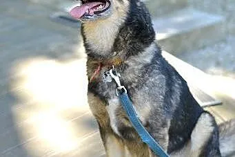 Tosia, sunia w typie husky czeka na adopcję,  pomo