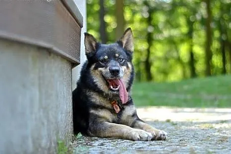 Tosia, sunia w typie husky czeka na adopcję,  pomo