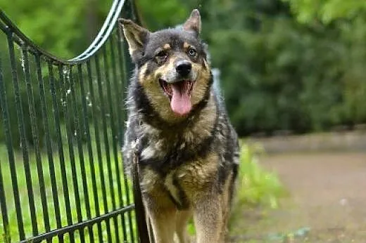 Tosia, sunia w typie husky czeka na adopcję,  pomo