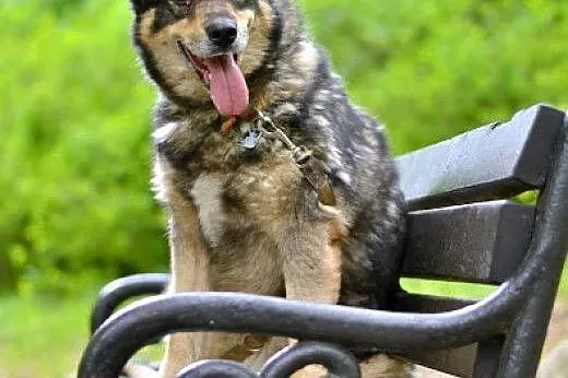 Tosia, sunia w typie husky czeka na adopcję,  pomo