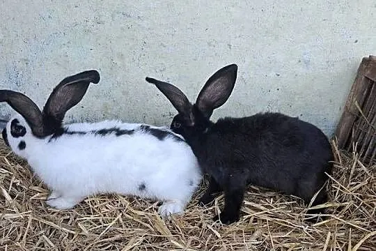Srokacze Niemiecki Czarne OSC, Lubelskie, Słupeczno
