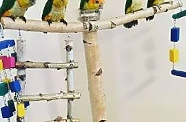 Papugi ręcznie karmione , Ara Chloroptera, Barwink, Piaseczno