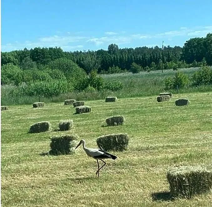 Siano w małej kostce, Zachodniopomorskie, Świerzno