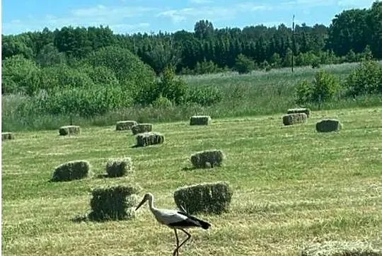 Siano w małej kostce, Zachodniopomorskie, Świerzno