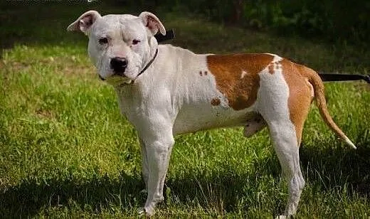Gomes 7letni amstaff szuka domu, opolskie Opole