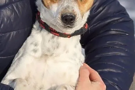 Pluto, mały, wesoły psiak, iskiereczka do adopcji