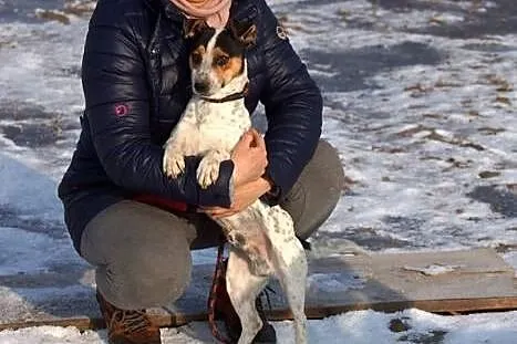 Pluto, mały, wesoły psiak, iskiereczka do adopcji