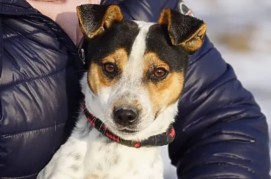 Pluto, mały, wesoły psiak, iskiereczka do adopcji