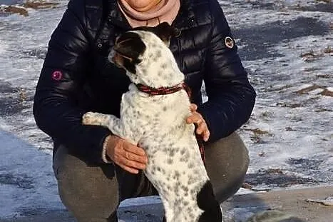 Pluto, mały, wesoły psiak, iskiereczka do adopcji