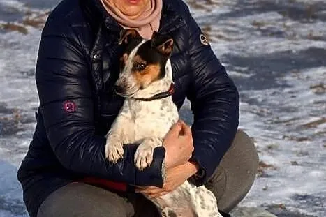 Pluto, mały, wesoły psiak, iskiereczka do adopcji