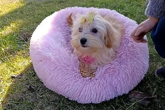 Suczka Maltipoo