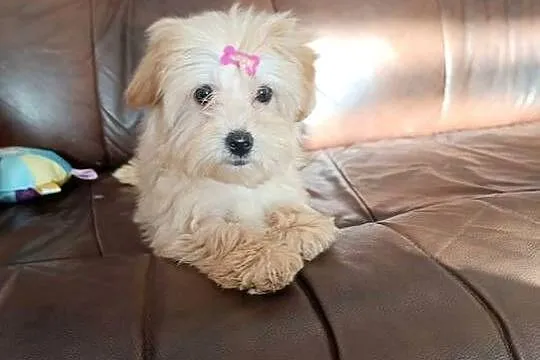 Suczka Maltipoo, Świętokrzyskie, Szczaworyż