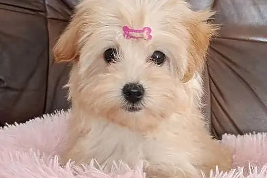 Suczka Maltipoo, Świętokrzyskie, Szczaworyż