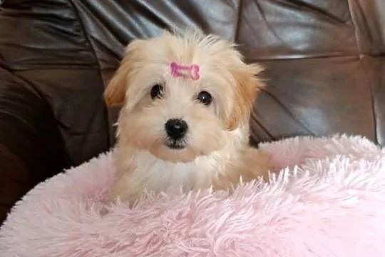Suczka Maltipoo, Świętokrzyskie, Szczaworyż