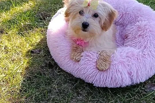 Suczka Maltipoo, Świętokrzyskie, Szczaworyż