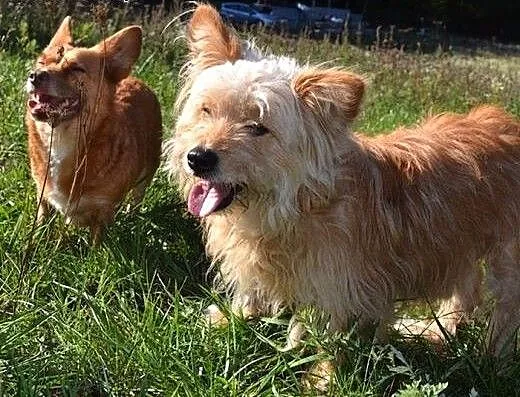 Lola i Fabio - chciałyby zostać razem..., warmińs