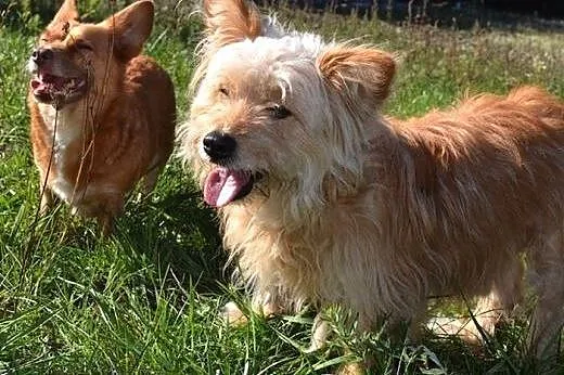 Lola i Fabio - chciałyby zostać razem...,  warmińs