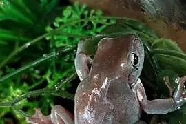 Rzekotaka szmaragdowa Litoria