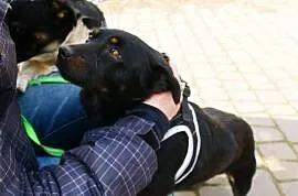 Katia i Kevin, drobne psiaki szukają domów!, Kundelki cała Polska