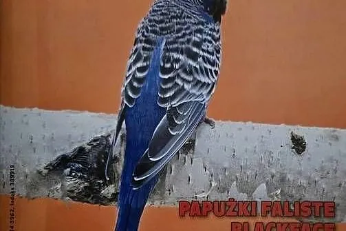 papużka falista blackface łatwo się oswaja oraz może mówić, Śląskie, Katowice