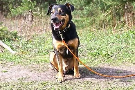 Borys tak dumnie brzmi, podaruj dom wyjątkowemu ps