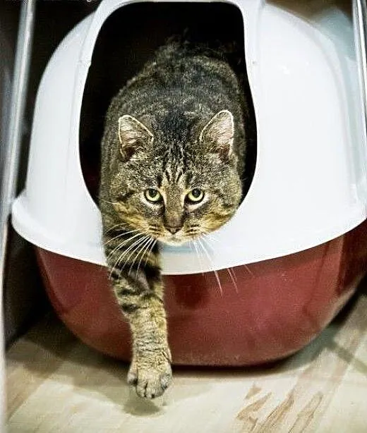 Knedel do adopcji !!!, łódzkie Łódź